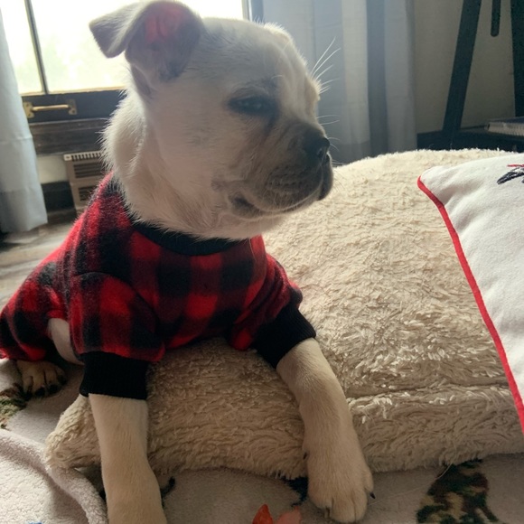 Blue Sky Boutique Dog Hp Nwt Buffalo Plaid Dog Pajamas Poshmark